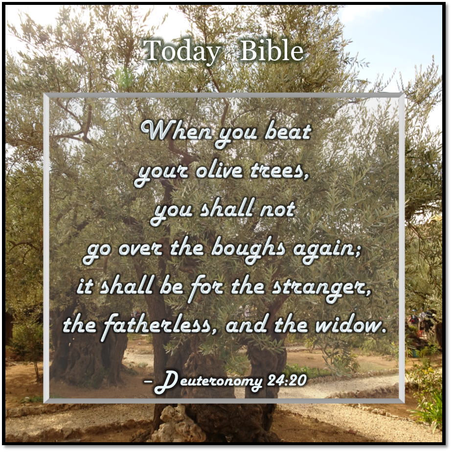 Cheshvan 2 – When you beat your olive trees…